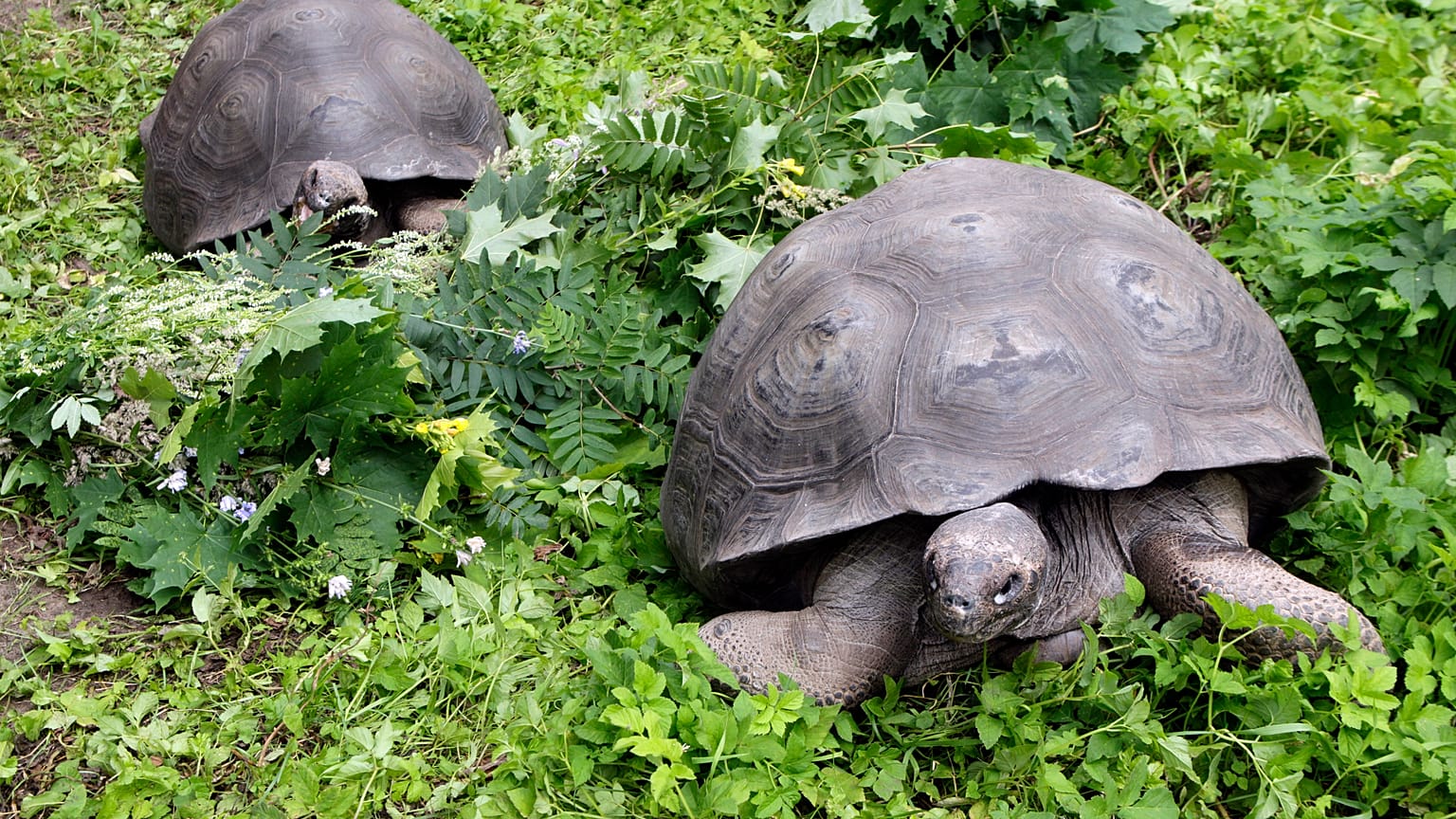 This nursery can save an entire population of giant tortoises 