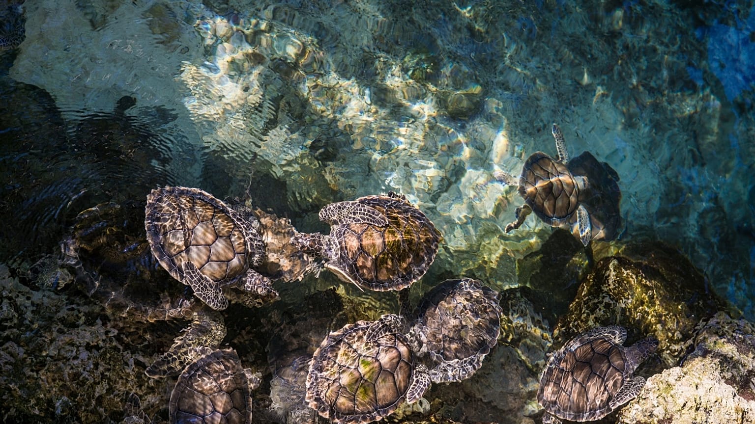 Baby-sitting turtles in Filicudi