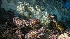 Baby-sitting turtles in Filicudi