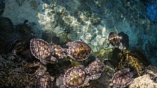 Baby-sitting turtles in Filicudi