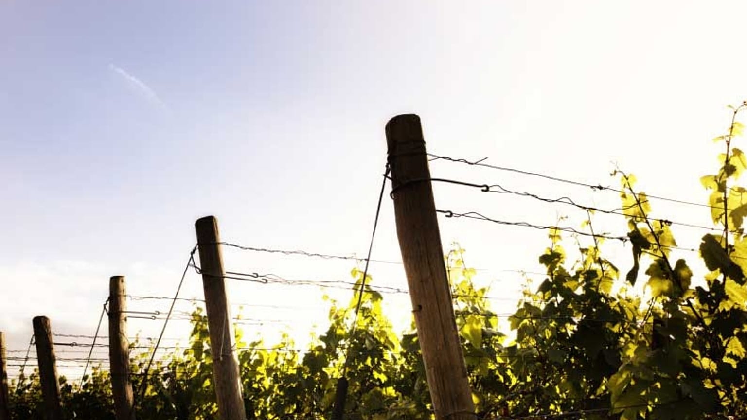 “We produce the wine of happiness in a land full of blood” 