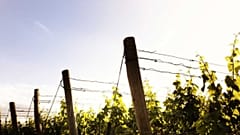  “We produce the wine of happiness in a land full of blood” 