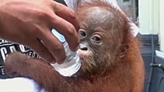 Betäubt im Koffer eines Russen: Gerettetem Orang-Utan geht es besser
