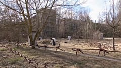Чернобыль: вслед за радиоактивным загрязнением – обычное