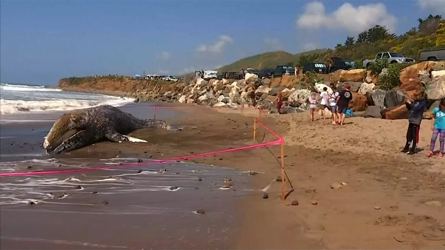 Dead whale washes up on California beach