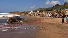 Une baleine grise échouée à Malibu 