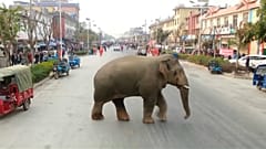 Un éléphant d'Asie fait un tour en ville après avoir été exclu de son groupe