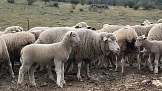 Kein Bock auf Politik: „Verschwenden unsere Zeit mit Dummheiten"