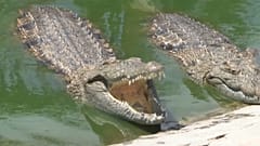 Alguns dos crocodilos da quinta de Manuel Guimarães a norte da Beira