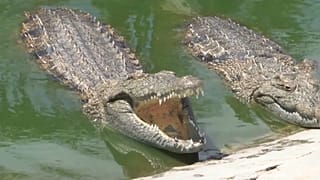 Alguns dos crocodilos da quinta de Manuel Guimarães a norte da Beira