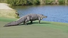 Golf sahasında giren dev timsah korkuya neden oldu