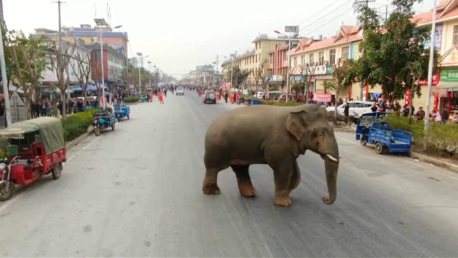 The elephant had been ousted by another male