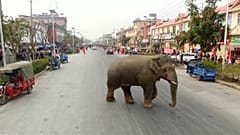 The elephant had been ousted by another male