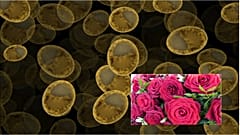 دانشمندان مخمرهایی با عطر گل رز تولید کردند