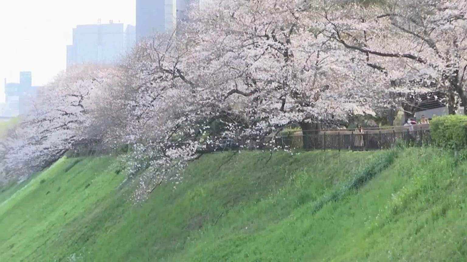 Tokyo kiraz çiçeklerinin eşsiz güzelliğine büründü