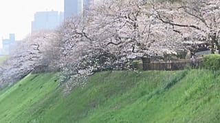 Tokyo kiraz çiçeklerinin eşsiz güzelliğine büründü