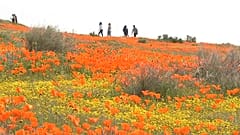 Η Καλιφόρνια απολαμβάνει μια "υπεράνθιση"