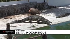 26 тысяч крокодилов