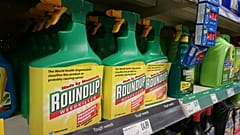 Tarım ilacı üreticisi Monsanto'ya kansere sebep olduğu gerekçesiyle 80 milyon dolar ceza