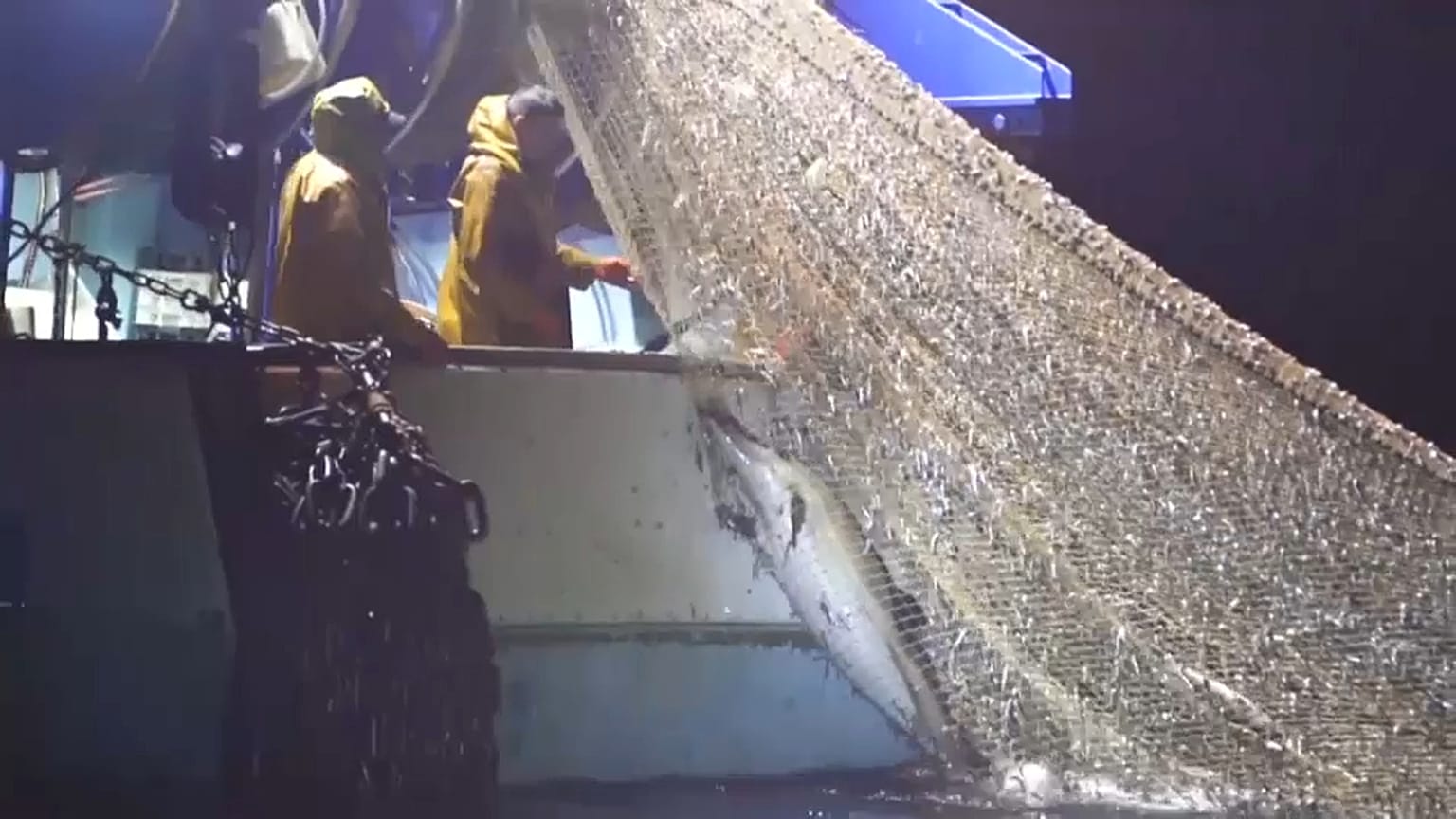Pêche intensive : le massacre des dauphins continue
