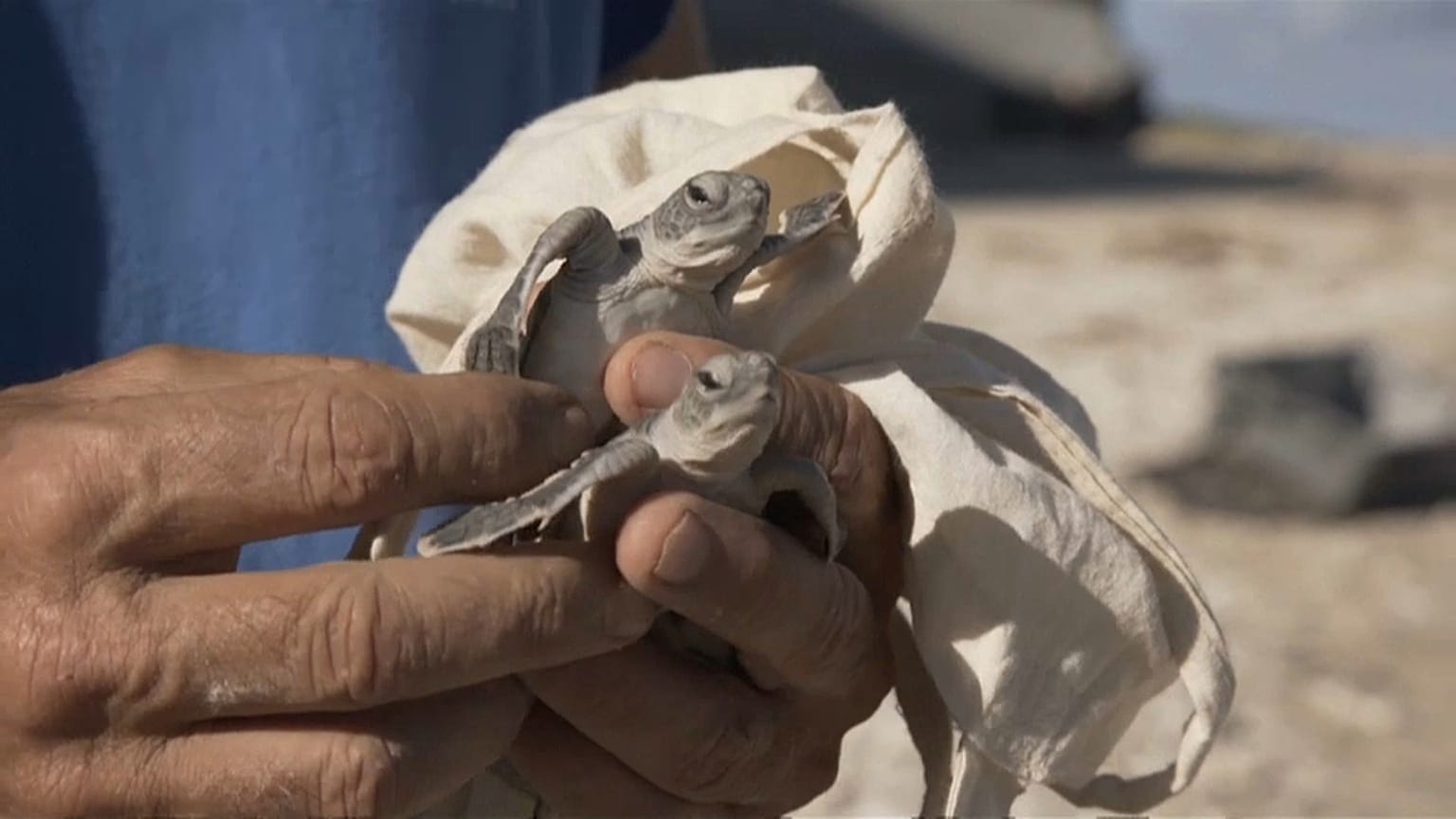 Heureux événement à La Réunion, les œufs de tortues marines ont éclos