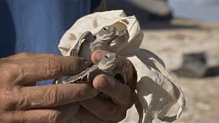 Heureux événement à La Réunion, les œufs de tortues marines ont éclos