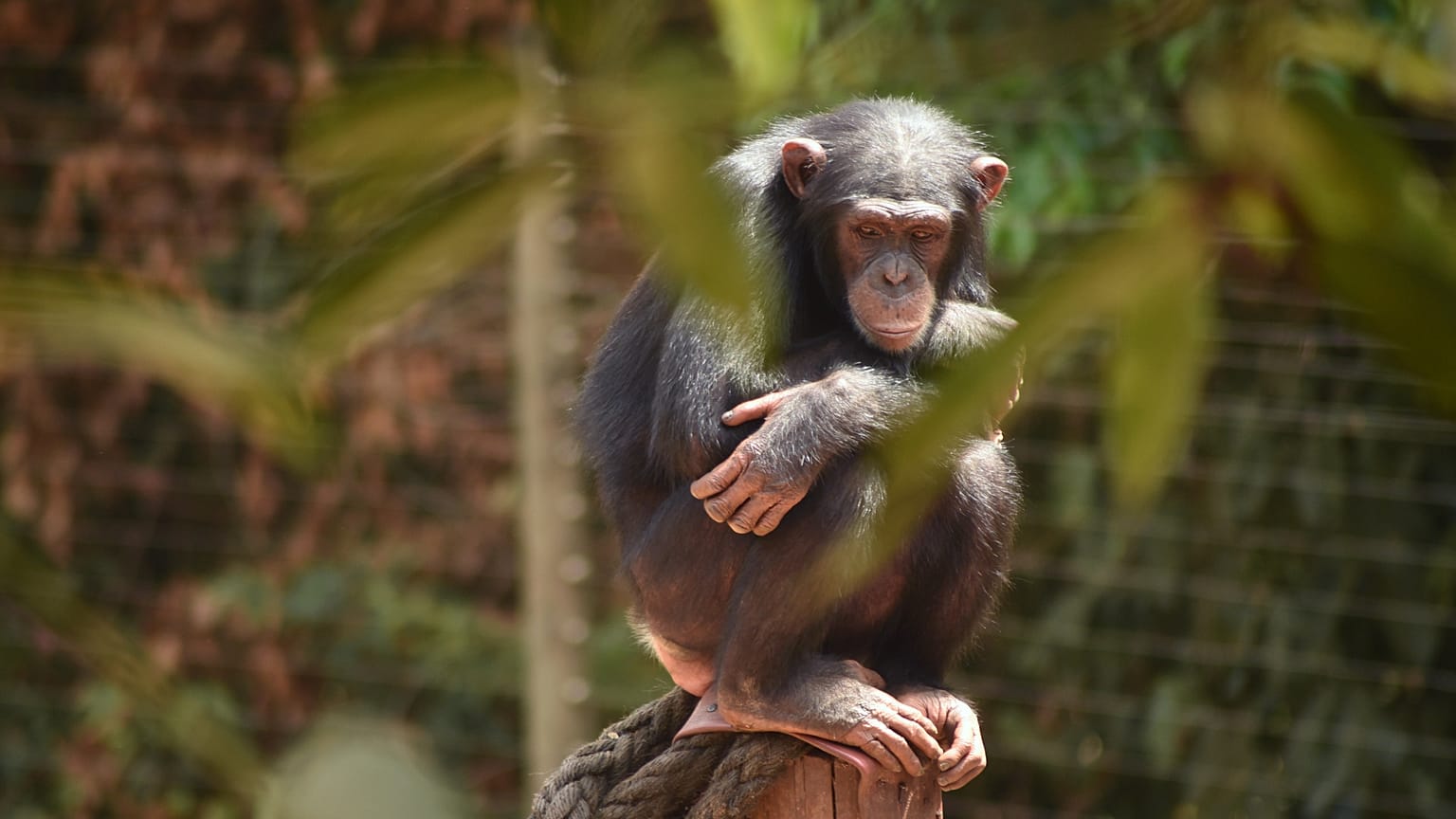 Jane Goodall az Euronewsnak: nincs sok időnk