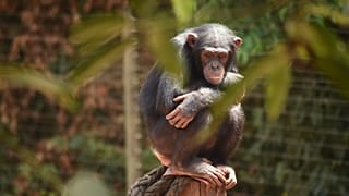 State of the Union: of chimps and men