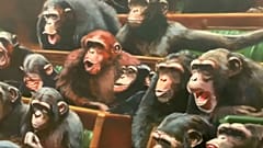 Újra látható Banksy csimpánz-parlamentje 