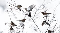 Wildlife photography:“It's not just about beautiful pictures”