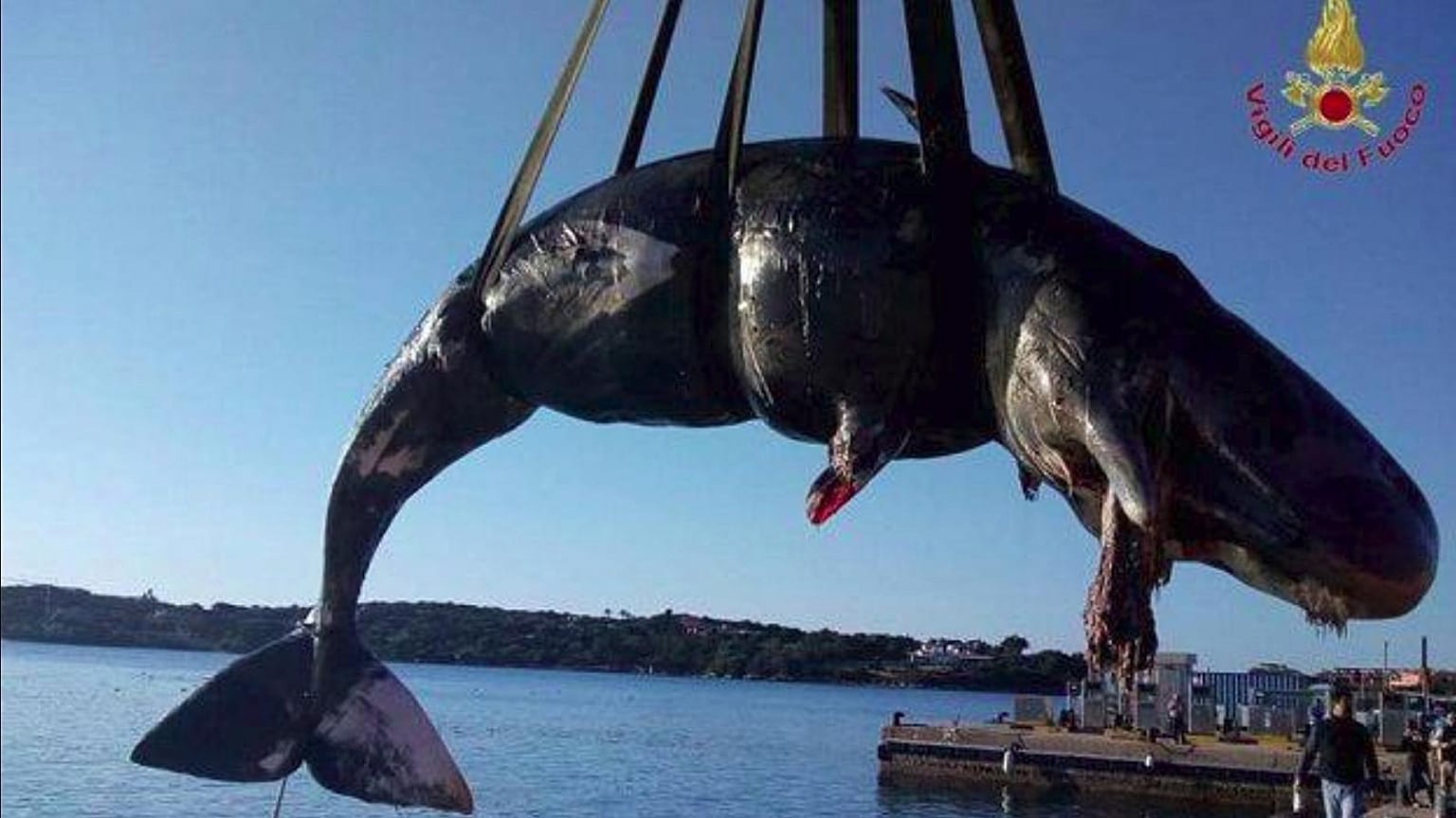 22 kg de plastique dans un cachalot échoué en Italie