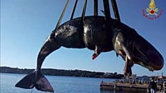 22 kg de plastique dans un cachalot échoué en Italie