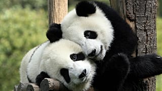 پانداهای چین در دانمارک؛ حیوانات کمیاب در خدمت دیپلماسی