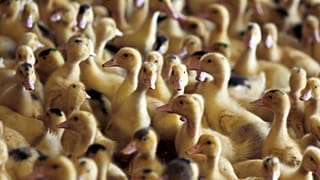 Bulgaristan'da yeni kuş gribi salgını