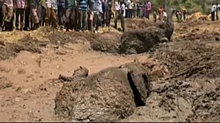 Kenyan rangers free three elephants trapped in muddy waters
