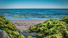 Seaweed can save the planet from plastic waste