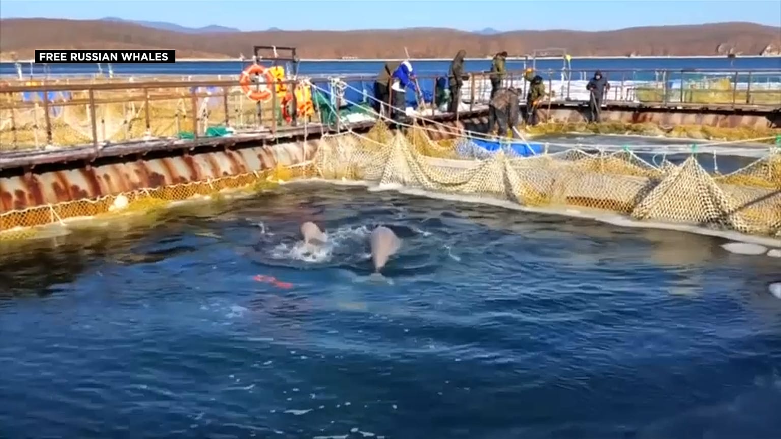 Cousteau à la rescousse des orques et bélugas captifs en Russie