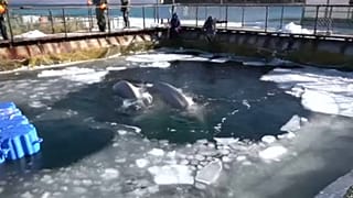 Rusia se compromete a acabar con la cárcel de ballenas