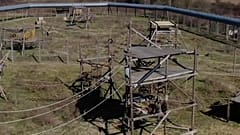 Ageing primates recover from their trauma and are rehabilitated by vets