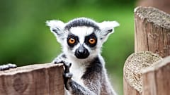 Why would you do yoga with lemurs? 