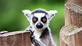 Why would you do yoga with lemurs? 