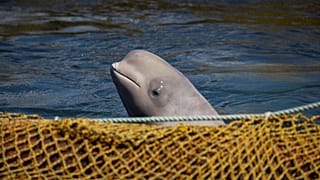 Facility where nearly 100 whales are held captive, 7 April 2019 