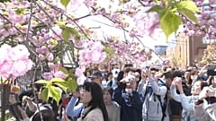 Le «hanami» d'Osaka, un rituel vieux de 130 ans
