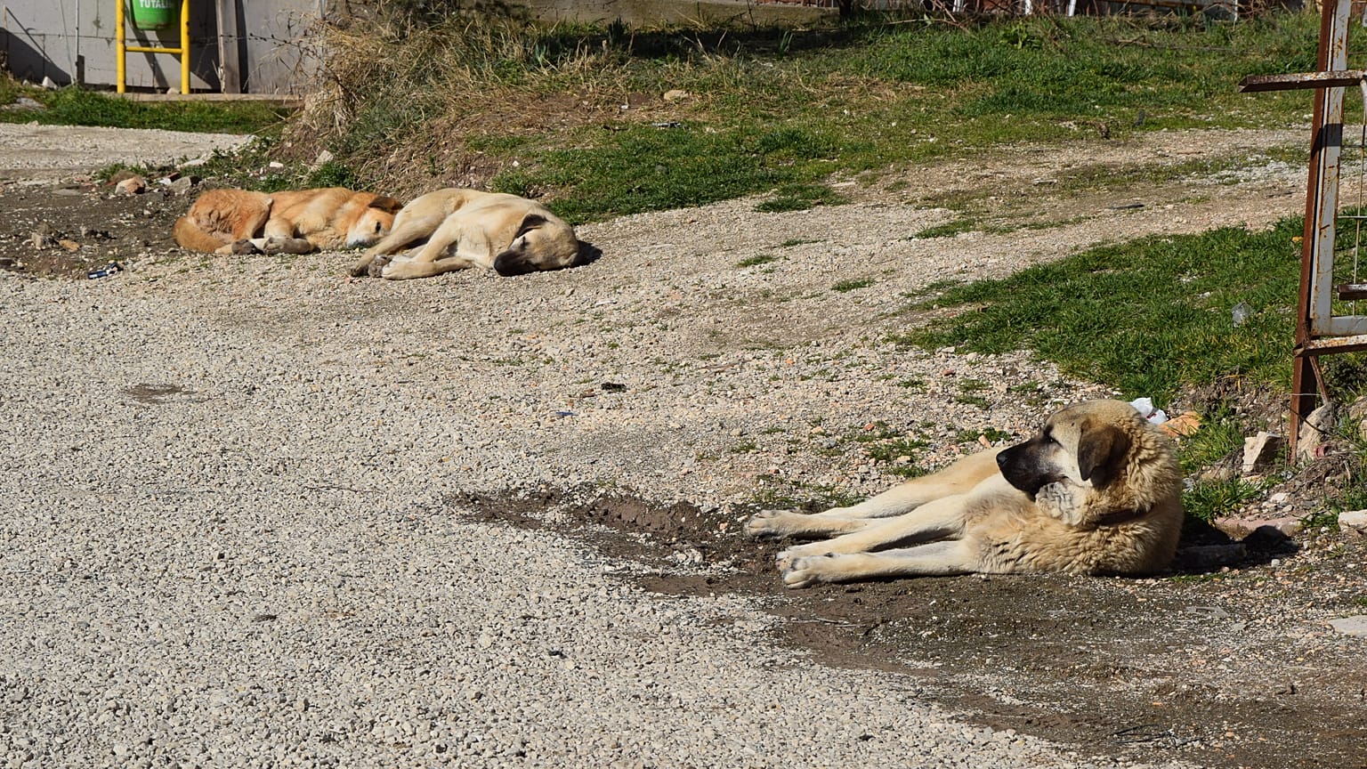Ankara'da sokak köpeklerinin zehirlenmesine Mansur Yavaş'tan tepki 