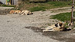 Ankara'da sokak köpeklerinin zehirlenmesine Mansur Yavaş'tan tepki 