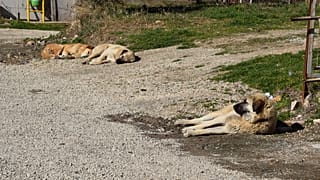 Ankara'da sokak köpeklerinin zehirlenmesine Mansur Yavaş'tan tepki