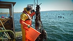 Muscheln - Saubermacher der Ostsee