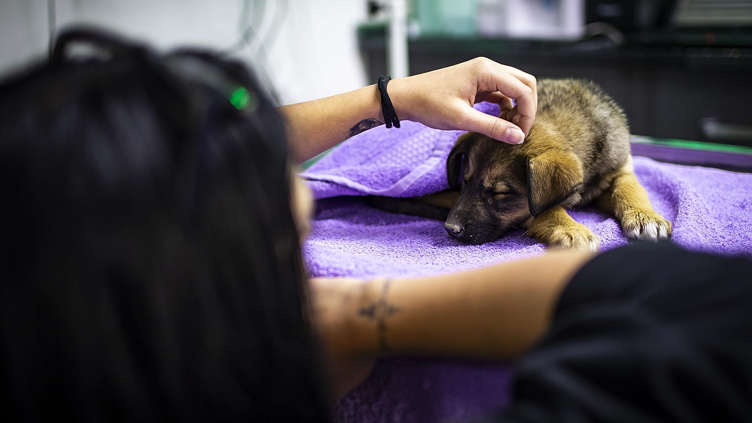 Ankara'da 16 köpeğin zehirlenmesiyle ilgili 3 kişinin serbest bırakılmasına itiraz