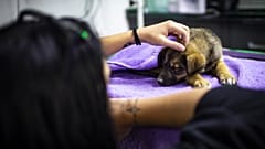 Ankara'da 16 köpeğin zehirlenmesiyle ilgili 3 kişinin serbest bırakılmasına itiraz