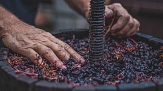 Cheers to sustainable Champagne